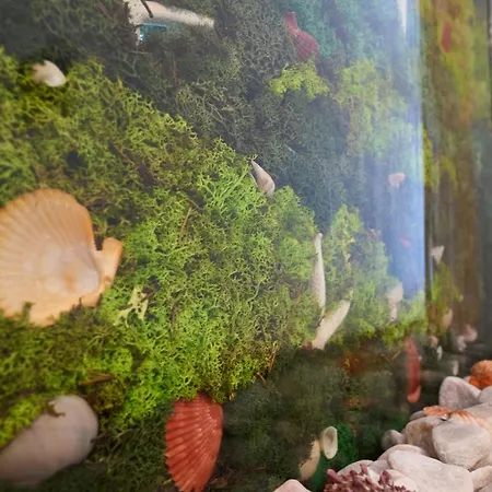 Shell Paradise Apt Spa N Pools Beach 아파트 *